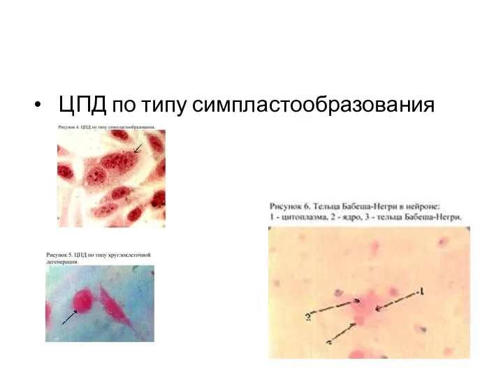 ЦПД по типу симпластообразования