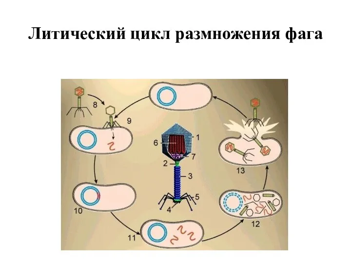 Литический цикл размножения фага