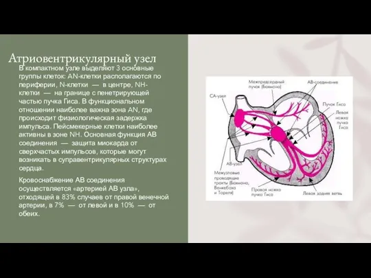 Атриовентрикулярный узел В компактном узле выделяют 3 основные группы клеток: AN-клетки