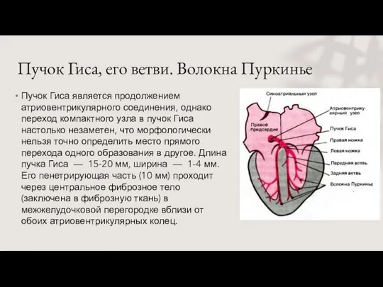 Пучок Гиса, его ветви. Волокна Пуркинье Пучок Гиса является продолжением атриовентрикулярного