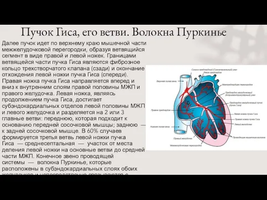 Пучок Гиса, его ветви. Волокна Пуркинье Далее пучок идет по верхнему