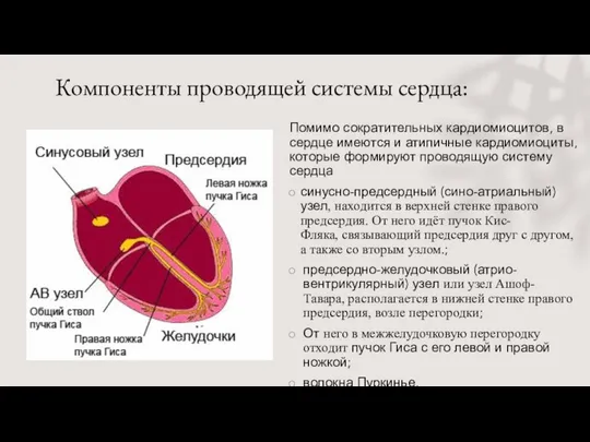 Компоненты проводящей системы сердца: Помимо сократительных кардиомиоцитов, в сердце имеются и