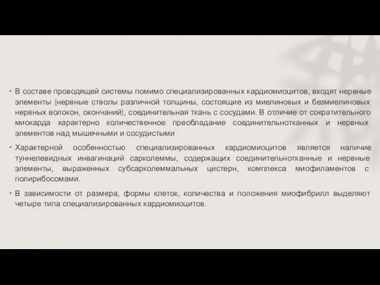 В составе проводящей системы помимо специализированных кардиомиоцитов, входят нервные элементы (нервные