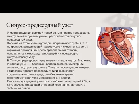 Синусо-предсердный узел У места впадения верхней полой вены в правое предсердие,