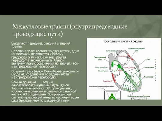 Межузловые тракты (внутрипредсердные проводящие пути) Выделяют передний, средний и задний тракты.