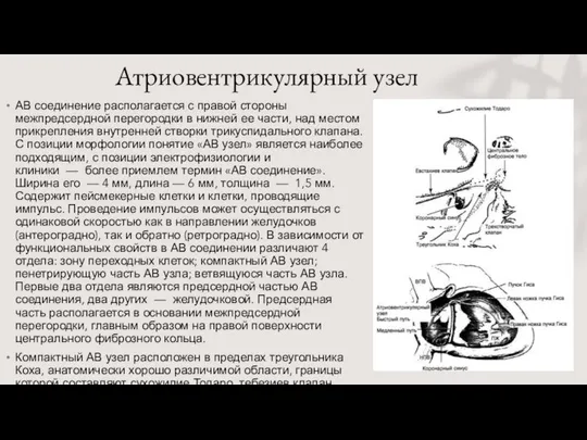 Атриовентрикулярный узел АВ соединение располагается с правой стороны межпредсердной перегородки в