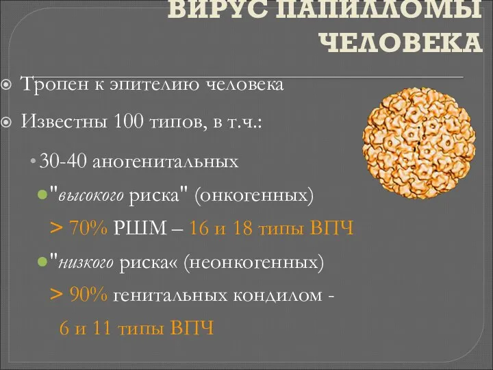 ВИРУС ПАПИЛЛОМЫ ЧЕЛОВЕКА Тропен к эпителию человека Известны 100 типов, в