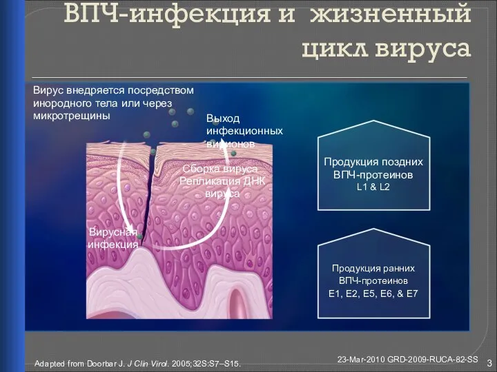 ВПЧ-инфекция и жизненный цикл вируса Adapted from Doorbar J. J Clin