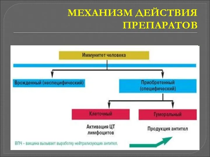 МЕХАНИЗМ ДЕЙСТВИЯ ПРЕПАРАТОВ