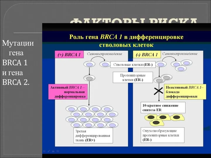 ФАКТОРЫ РИСКА Мутации гена BRCA 1 и гена BRCA 2.