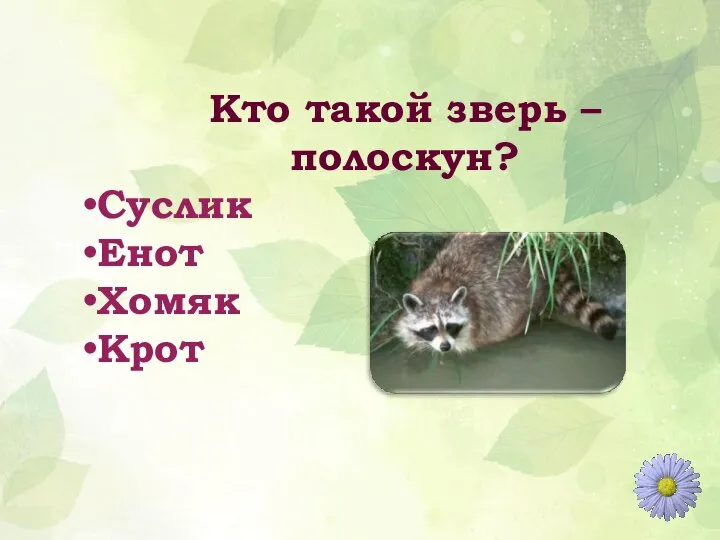 Кто такой зверь – полоскун? Суслик Енот Хомяк Крот