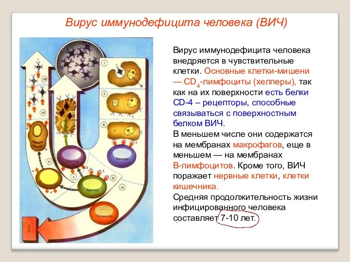 Вирус иммунодефицита человека (ВИЧ) Вирус иммунодефицита человека внедряется в чувствительные клетки.