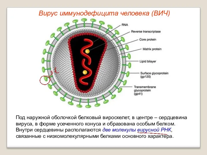 Под наружной оболочкой белковый вироскелет, в центре – сердцевина вируса, в