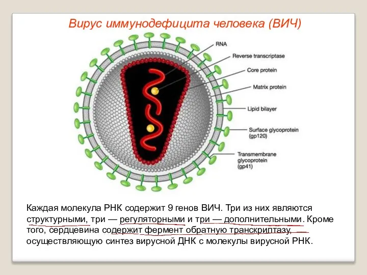 Каждая молекула РНК содержит 9 генов ВИЧ. Три из них являются