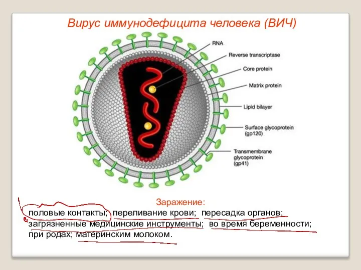 Заражение: половые контакты; переливание крови; пересадка органов; загрязненные медицинские инструменты; во