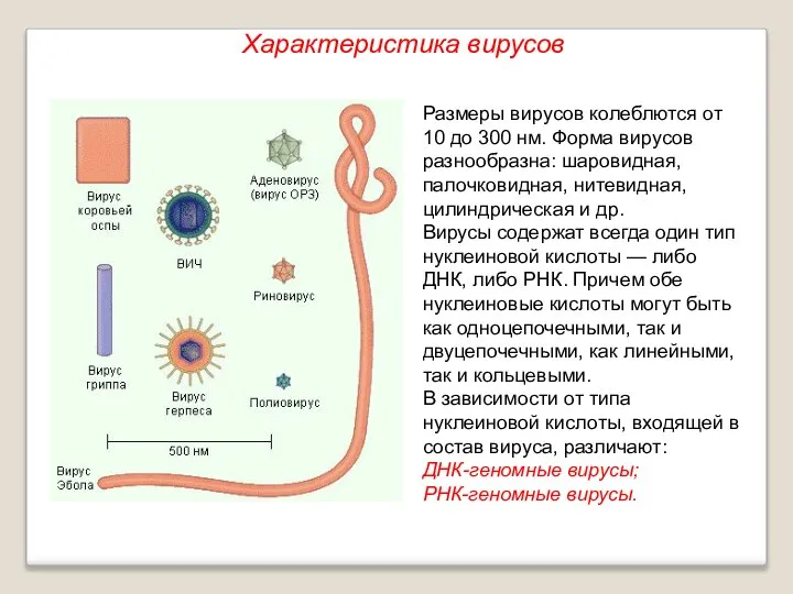 Размеры вирусов колеблются от 10 до 300 нм. Форма вирусов разнообразна: