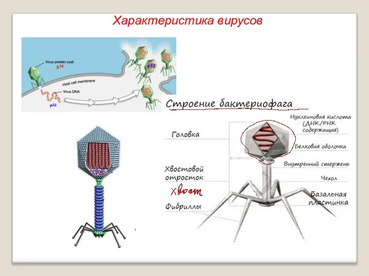 Характеристика вирусов