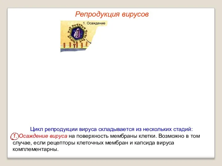 Цикл репродукции вируса складывается из нескольких стадий: 1. Осаждение вируса на