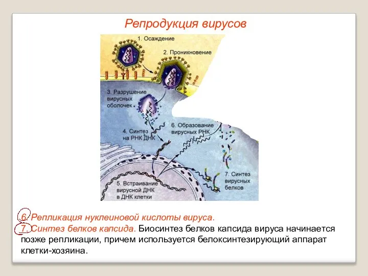 6. Репликация нуклеиновой кислоты вируса. 7. Синтез белков капсида. Биосинтез белков