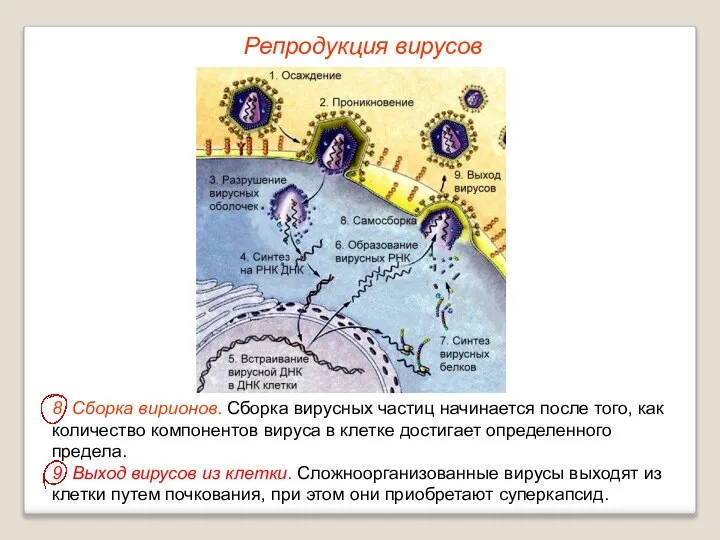 8. Сборка вирионов. Сборка вирусных частиц начинается после того, как количество