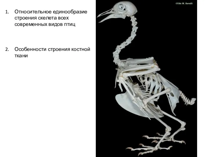 Относительное единообразие строения скелета всех современных видов птиц Особенности строения костной ткани