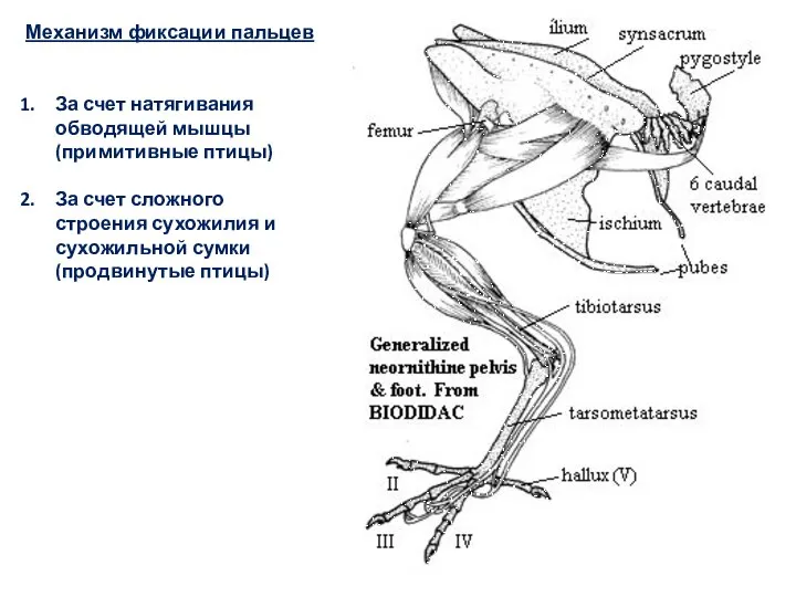Механизм фиксации пальцев За счет натягивания обводящей мышцы (примитивные птицы) За