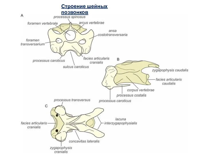Строение шейных позвонков