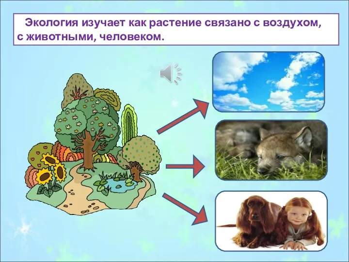 Экология изучает как растение связано с воздухом, с животными, человеком.