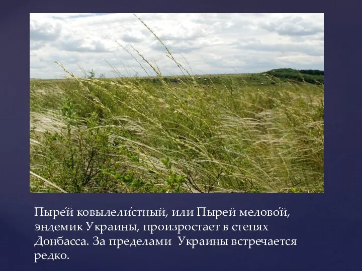 Пыре́й ковылели́стный, или Пырей мелово́й, эндемик Украины, произростает в степях Донбасса. За пределами Украины встречается редко.