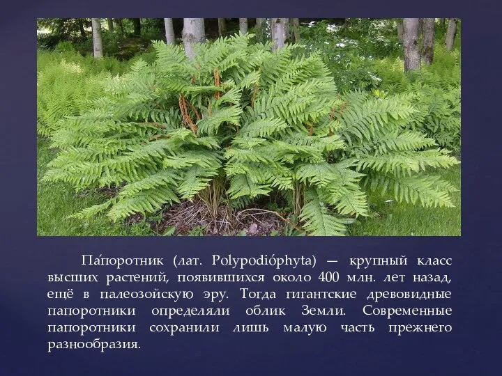 Па́поротник (лат. Polypodióphyta) — крупный класс высших растений, появившихся около 400