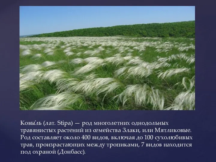 Ковы́ль (лат. Stipa) — род многолетних однодольных травянистых растений из семейства