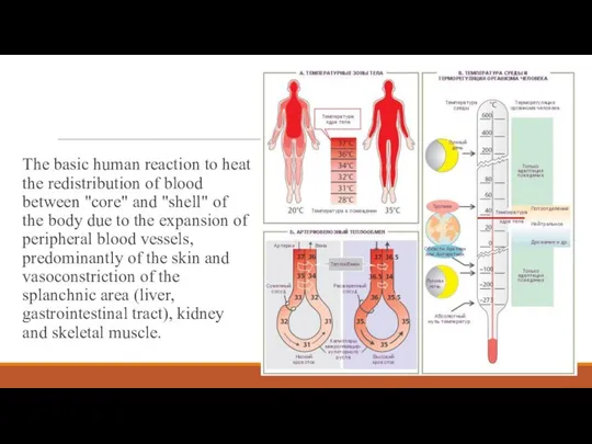 The basic human reaction to heat the redistribution of blood between