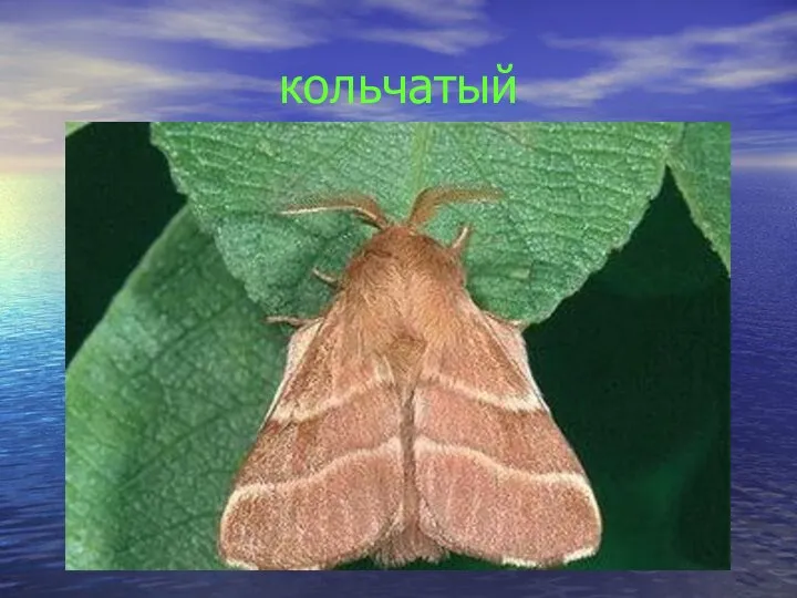 кольчатый