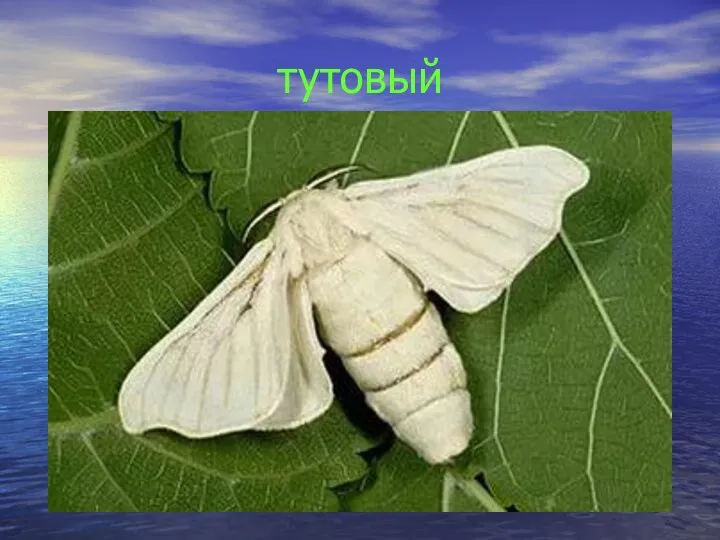 тутовый