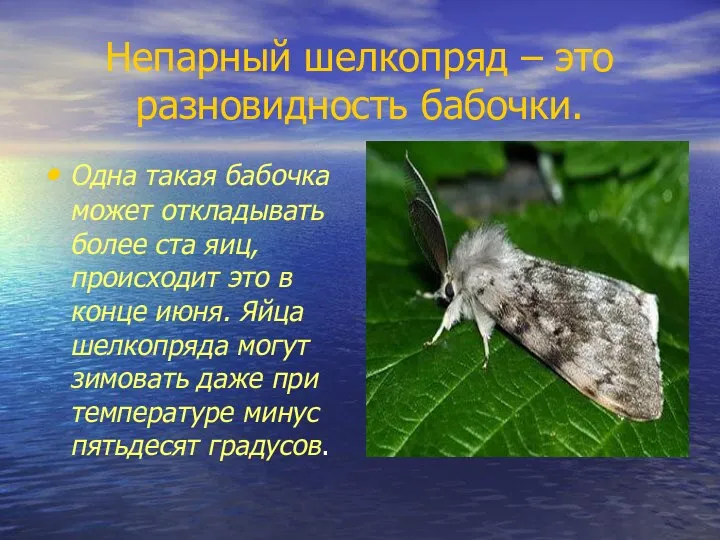 Непарный шелкопряд – это разновидность бабочки. Одна такая бабочка может откладывать