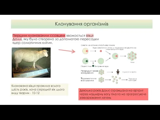 Клонування організмів Першим клонованим ссавцем вважається вівця Доллі, яку було створено