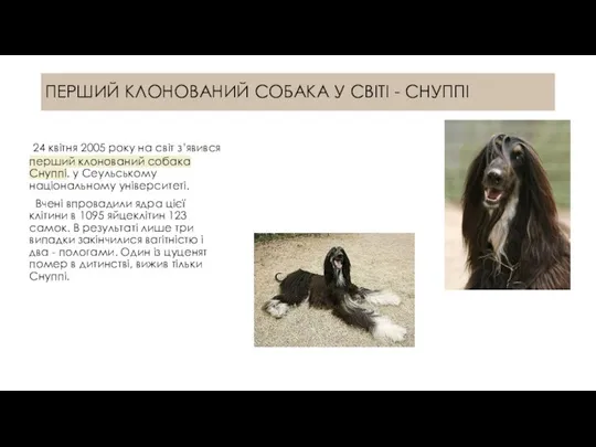 ПЕРШИЙ КЛОНОВАНИЙ СОБАКА У СВІТІ - СНУППІ 24 квітня 2005 року