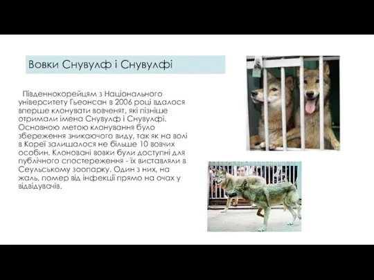 Вовки Снувулф і Снувулфі Південнокорейцям з Національного університету Гьеонсан в 2006