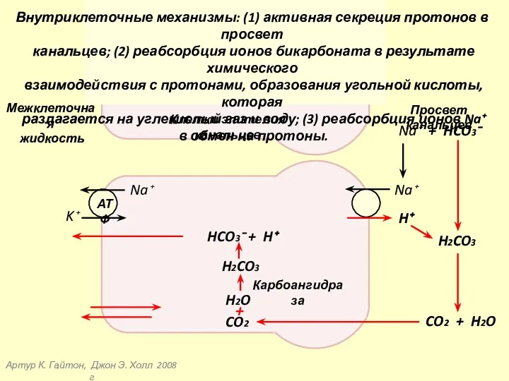 Артур К. Гайтон, Джон Э. Холл 2008 г Клетки эпителия канальцев