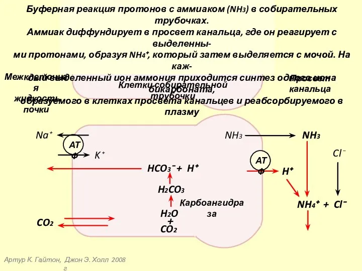 Артур К. Гайтон, Джон Э. Холл 2008 г Клетки собирательной трубочки