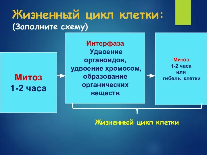 Жизненный цикл клетки: (Заполните схему) Митоз 1-2 часа Митоз 1-2 часа