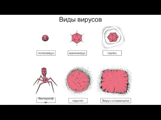 Виды вирусов аденовирус полиовирус герпес бактериофаг паротит Вирус оспавакцина