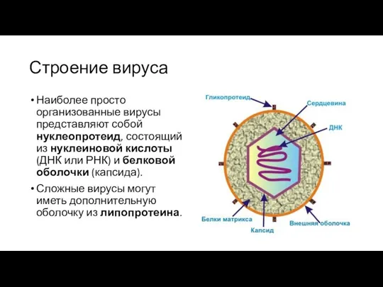 Строение вируса Наиболее просто организованные вирусы представляют собой нуклеопротеид, состоящий из