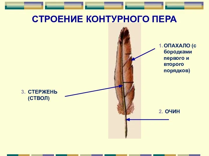 СТРОЕНИЕ КОНТУРНОГО ПЕРА 1. 2. 3. ОПАХАЛО (с бородками первого и второго порядков) ОЧИН СТЕРЖЕНЬ (СТВОЛ)