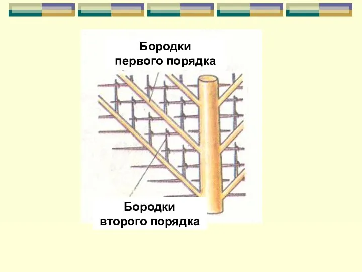 Бородки второго порядка Бородки первого порядка