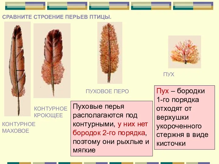 СРАВНИТЕ СТРОЕНИЕ ПЕРЬЕВ ПТИЦЫ. КОНТУРНОЕ МАХОВОЕ КОНТУРНОЕ КРОЮЩЕЕ ПУХОВОЕ ПЕРО ПУХ