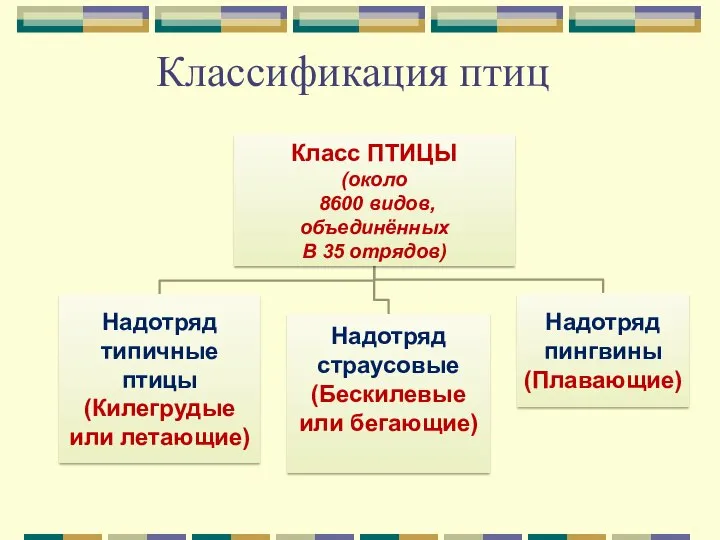 Классификация птиц