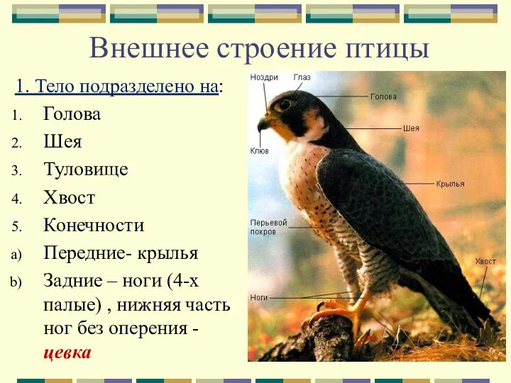 Внешнее строение птицы 1. Тело подразделено на: Голова Шея Туловище Хвост