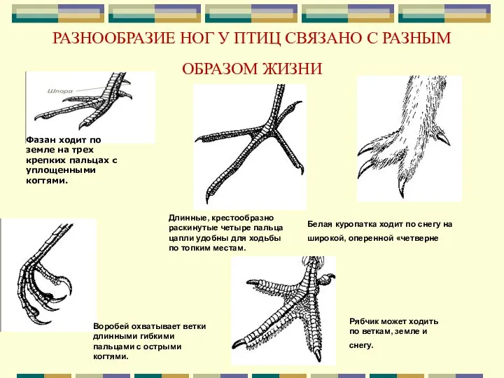 РАЗНООБРАЗИЕ НОГ У ПТИЦ СВЯЗАНО С РАЗНЫМ ОБРАЗОМ ЖИЗНИ Длинные, крестообразно