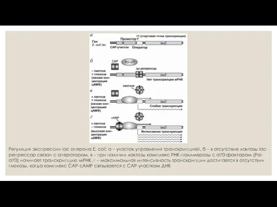 Регуляция экспрессии lac оперона E. coli: а – участок управления транскрипцией,